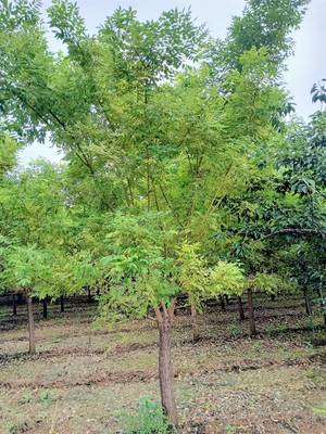 泰安櫻花基地