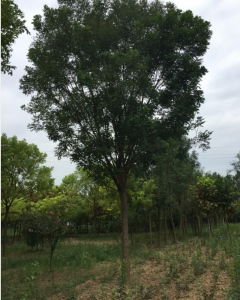 川蠟價(jià)格 型號 圖片