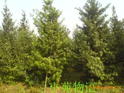 【苗木.樹木盆景(圖)】價(jià)格,廠家,圖片,盆景,廣州市番禺區(qū)橋南小苑物語花卉種植場-