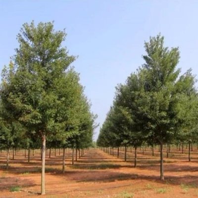 【叢生美國紅楓大型基地 湖北叢生美國紅楓 泰安東楓園林 】