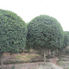 【喬木種植基地,桂花樹高清圖片和報(bào)價(jià)圖片】喬木種植基地,桂花樹高清圖片和報(bào)價(jià)