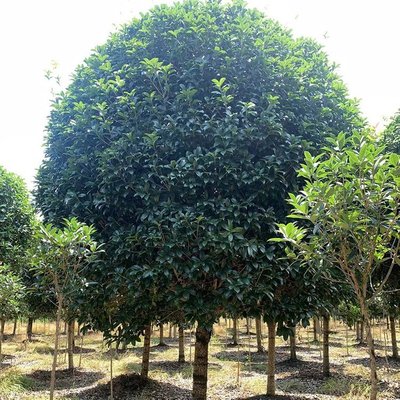四季桂批發(fā) 園林綠化工程樹木 綠化工程苗木種植基地 四季桂花樹價(jià)格
