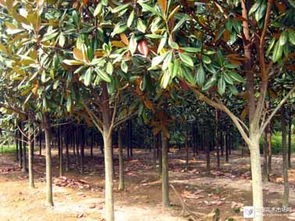 廣玉蘭價(jià)格,批發(fā)廣玉蘭,出售廣玉蘭,采購廣玉蘭