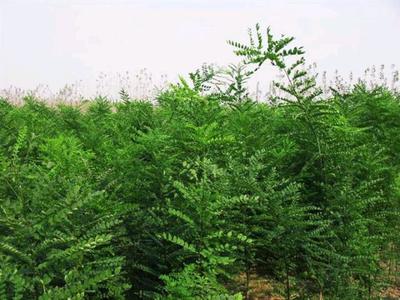 在農(nóng)村種植什么樹苗銷路最好呢?