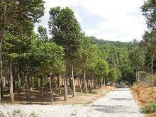 亞洲種植園資本公司成立合資企業(yè)在馬來(lái)西亞種植瀕危白木香樹(shù)【2】-新聞?lì)l道-手機(jī)
