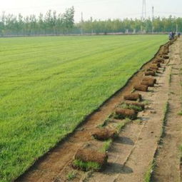 供應草坪盡在欒城草坪銷售種植基地供應商 石家莊欒城草坪種植銷售基地