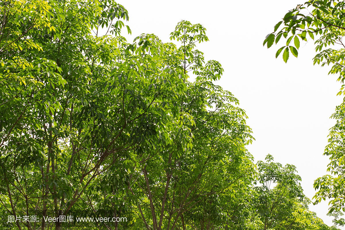 橡膠樹行農業(yè)。橡膠樹綠葉背景。