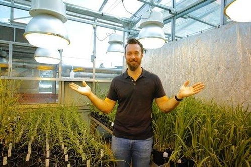 植物工廠栽培小麥,產量提高200倍到600倍