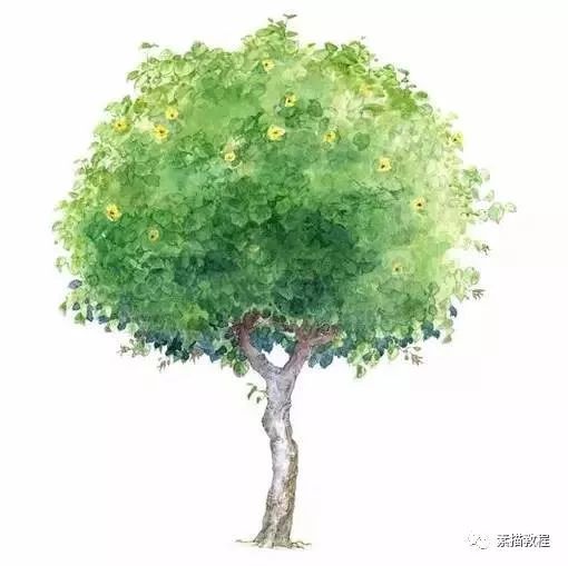 70多種不同樹木的畫法