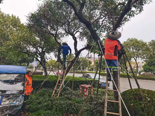 寒潮來襲,溫州的植物怎么享受 越冬spa