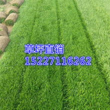 欒城區(qū)欣森草坪苗木種植專業(yè)合作社