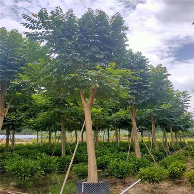 福建火焰木 澳洲火焰木自產(chǎn)自銷 火焰木20公分