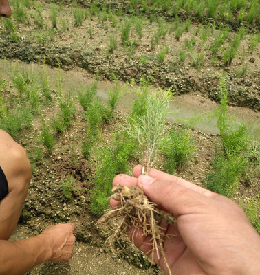 優(yōu)質(zhì)良種大天冬品種 中藥材 山地坡地水田沙田或樹木果樹間套種等地種植 二年可采收 畝產(chǎn)可達(dá)二萬斤圖片_高清圖_細(xì)節(jié)圖-廣西玉林市福綿區(qū)呂勇中草藥經(jīng)營部