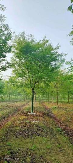 櫸樹