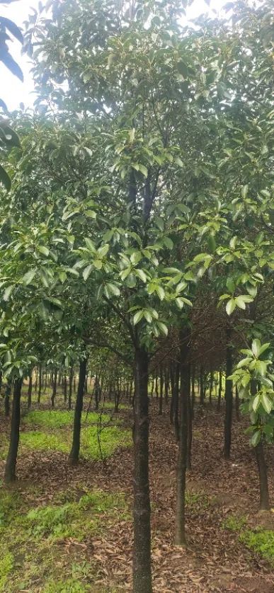 恭喜荊州區(qū)綠韻苗木種植經(jīng)營部入駐苗木通 湖北龔天勇 精品喬木