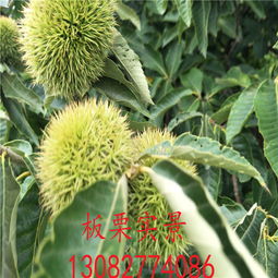 紹興