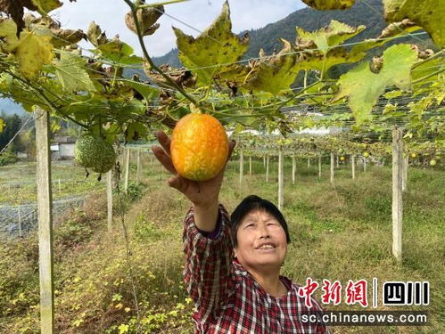 長(zhǎng)興吊瓜在汶川試種成功 結(jié)出 共富果