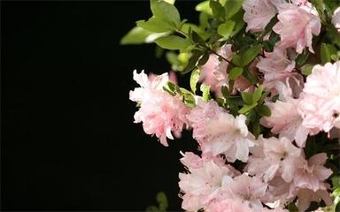 佛山脆皮雞批發(fā)市場(chǎng)在哪里